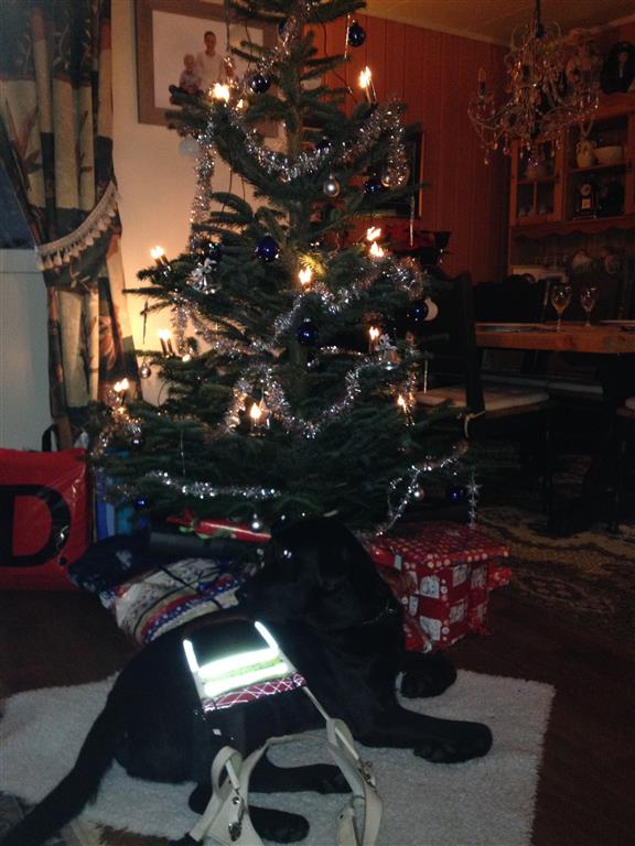 Bilde: Flex sitter fremfor juletreet